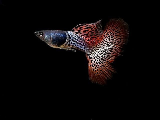 Red Metal Lace Guppy (Rare)