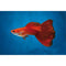 Red Moscow Guppy