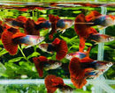 Red Rose Tail Guppy (Rare)