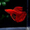 Albino Red Ribbon Guppy (Rare)