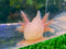 White/Pnk Albino Axolotl Juvenile 6-7cm (unsex) - AX77001