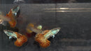 Red Metal Lace Guppy (Rare)