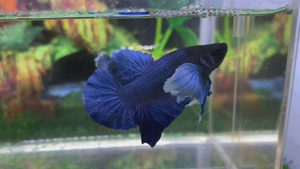 Super Dumbo Ear Blue Hmpk Male - Bhb24317 – A Betta Fish