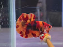 Nemo HMPK Male - BHB24104