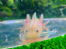 White/Pnk Leucistic Axolotl Juvenile 11-12cm (unsex) - AX77002